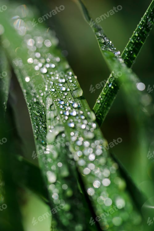 Preview: Close up of green lush grass after the rain, water drops natural background. Vitality concept.