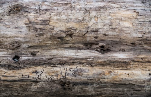 Preview: Driftwood Log Closeup Closeup Of A Driftwood Log.