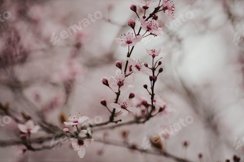 Preview: Closeup shot of blooming pink cherry blossom flowers
