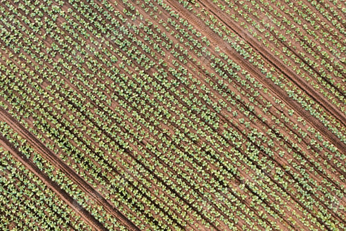 Preview: Aerial view cabbage crops on field