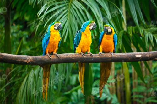 Preview: Blue-and-Yellow Macaw