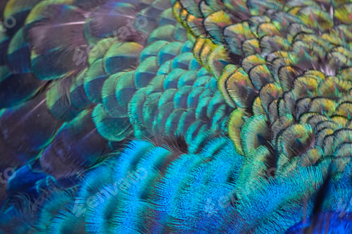 Preview: Closeup of colorful peacock feathers
