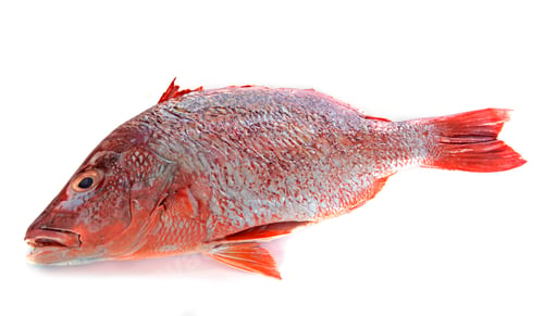 Preview: red snapper