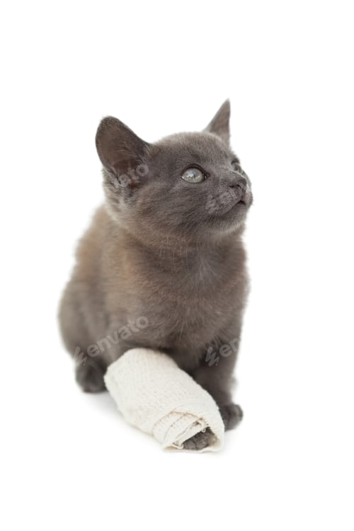 Preview: Cute grey kitten with a bandage on its paw on white background