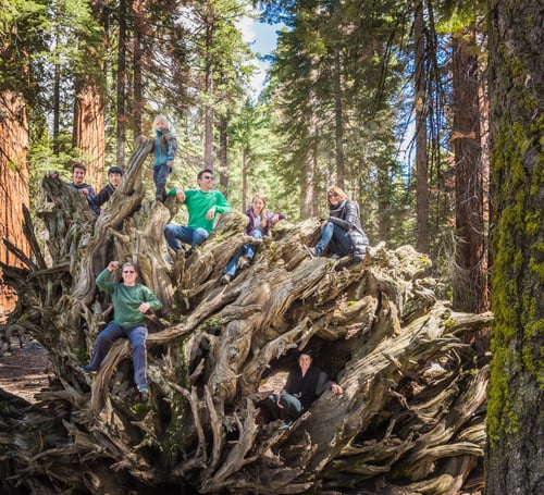 Preview: Group of people climbing on large tree roots, Sequoia National Park, California, USA