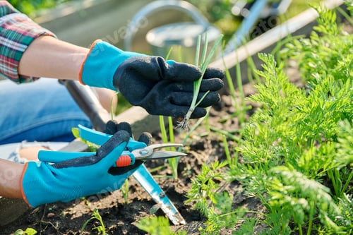 Preview: Growing onion plant, young seedling in hands of gardener with pruning shears