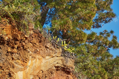 Preview: Pine forest in the mountaions of La Palma