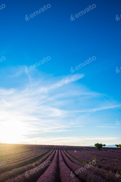 Preview: Lavender field in france, provence valensole. Beautiful nature outdoors landscape