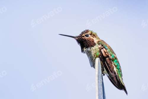 Vista previa: Male Anna's Hummingbird