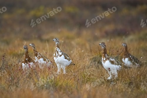 Preview: Willow Ptarmigan, birds in the tundra in Yukon