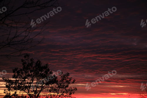 Preview: Dark foliage of small trees and bush against bright colorful sunset sky