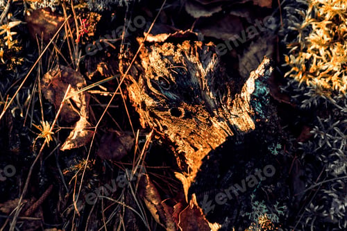 Preview: Closeup shot of ground of the forest with dry branches and leaves, a beautiful fall background