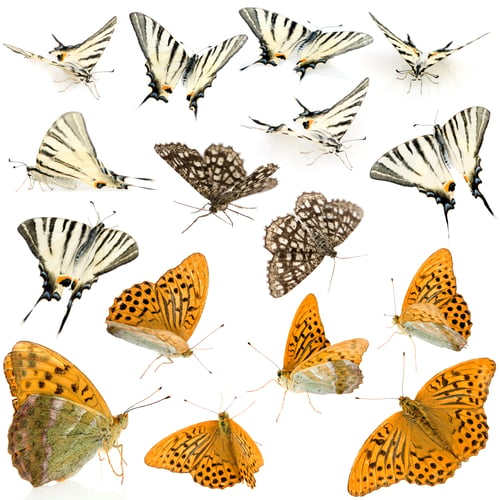 Preview: 16 butterflies