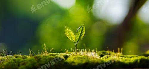 Preview: Small tree on the ground covered with moss, nature and environment background