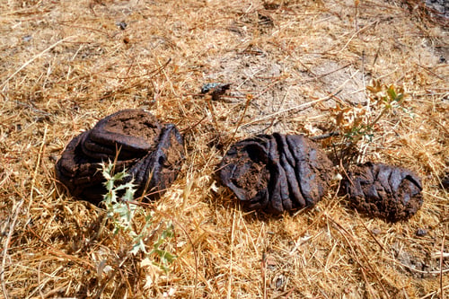 Preview: Excrement of a cow in a cattle farm, dung, on a meadow.