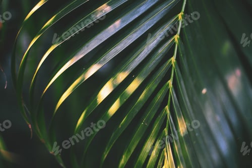 Preview: Green leaves of coconut tree close up for nature background.