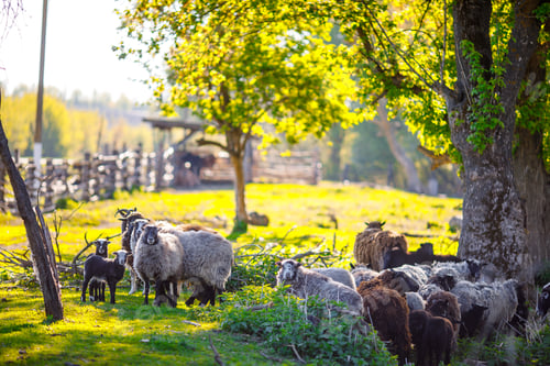 Preview: a herd of sheep walks freely on a farm on a sunny day, eco farm concept