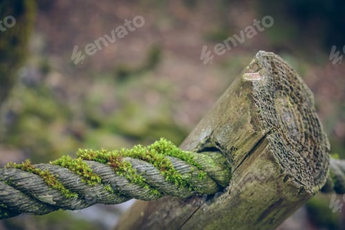 Preview: Moss growing on rope near wood cane