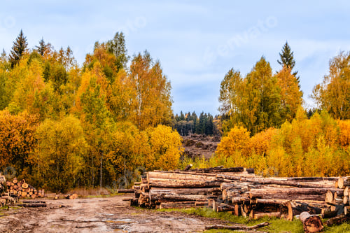 Preview: Autumn landscape with timber stacks and vibrant trees in a forest setting