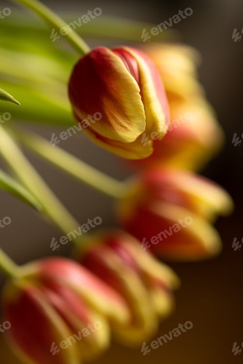 Preview: Bouquet of orange-yellow tulips on a dark blurry background close-up