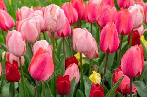 Preview: Various Tone Pink Tulips Flowers Close Up Blooming In A Park. Spring Floral Background.