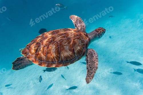 Preview: Amazing shot of a sea turtle swimming in the crystally clear water