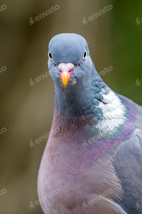 Preview: Grey ring dove bird on green background