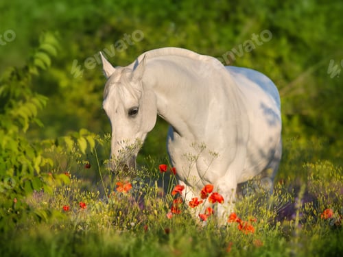 Preview: arabian, horse, mare, stallion, riding