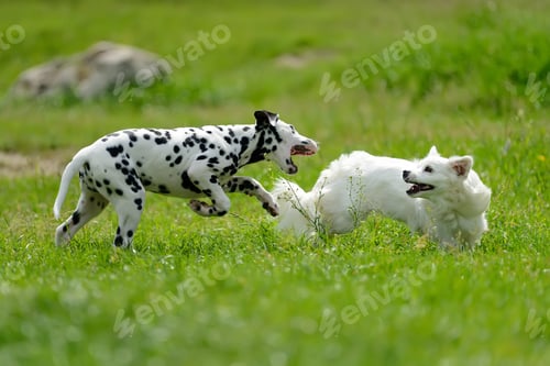 Preview: Dalmatian dog outdoors in summer