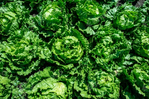 Preview: Lettuce iceberg farm. Background of many heads Lettuce iceberg