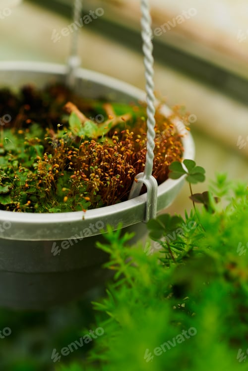 Preview: Diverse green plants thrive in a vibrant greenhouse environment with nurturing care