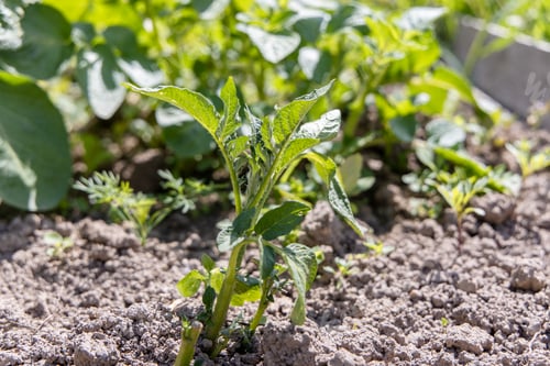 Preview: Young dahlia plant, leaves damaged by frost.