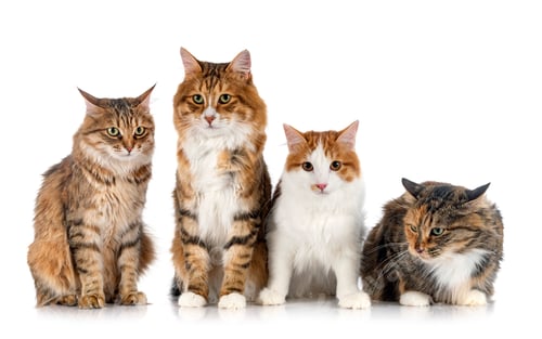 Preview: Kurilian Bobtails in studio