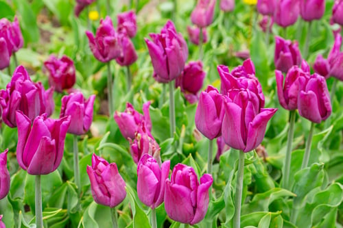 Preview: Purple Tulips Flowers With Green Leaves Blooming In A Meadow, Park, Flowerbed Outdoor