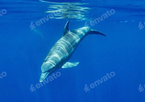 Preview: Dolphins swimming underwater in ocean