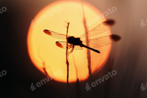 Preview: Silhouette of a dragonfly in front of the sun