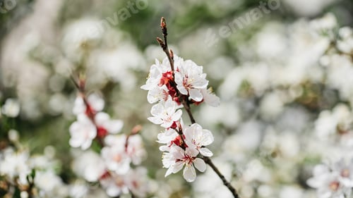Preview: Branches of blossoming cherry and bee macro with soft focus on blue background