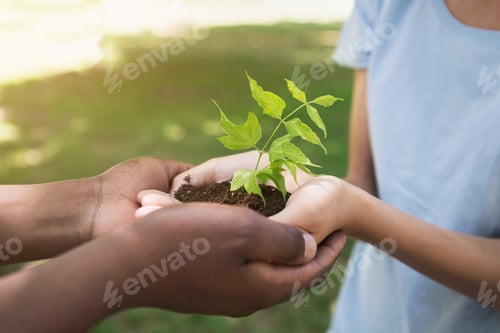 Preview: Two hands holding and caring young green plant