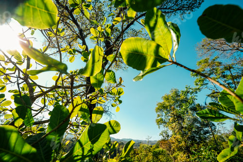 Preview: bright green trees and leaves in spring