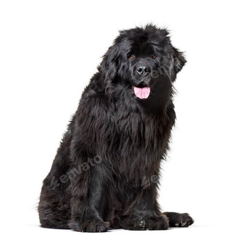 Preview: Newfoundland , 10 months old, sitting against white background