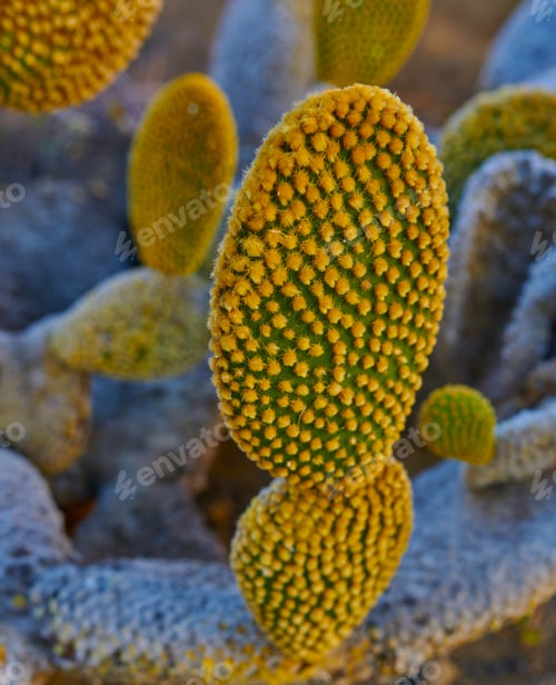 Preview: La Palma - landscape and nature. The Island of La Palma, Canary islands, Spain.