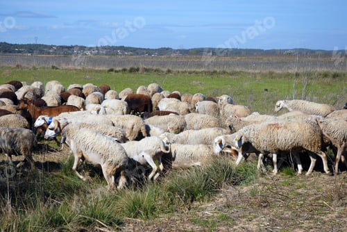 Preview: herd of sheeps
