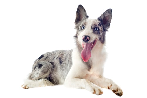 Preview: border collie