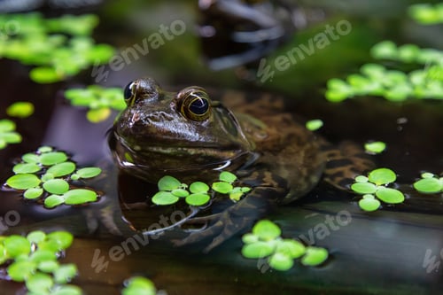 Preview: Close up of a small frog, Bullfrog, in wate