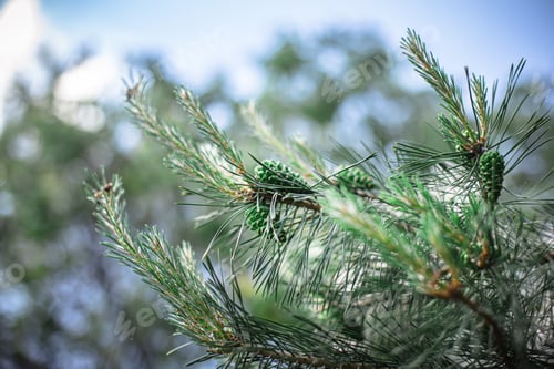 Preview: young green bump on branches of pine growing in forest. Male cones of a pine. Collect pine shoots