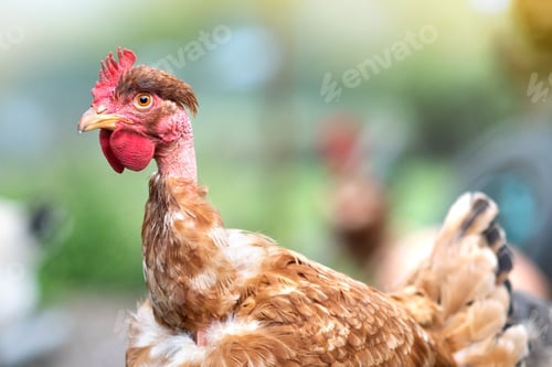 Preview: Hens feeding on traditional rural barnyard. Close up of chicken on barn yard. Free range poultry