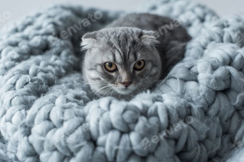 Preview: grey fluffy scottish fold cat lying on wool blanket in bedroom
