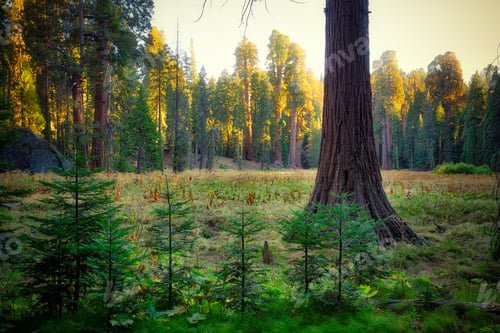 Preview: The Giant Forest Meadow, Sequoia National Park, California