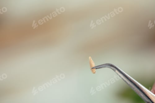 Preview: close up view of wheat grain in tweezers