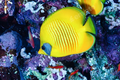 Preview: Yellow fish swimming in blue ocean water tropical under water. Scuba diving adventure in Maldives